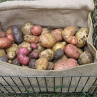 Quelle patate pour ma purée? Quelle patate pour ma purée?